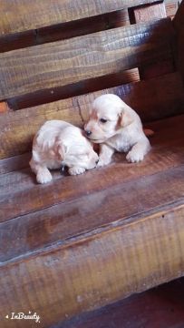 4 filhotes de poodles N1 