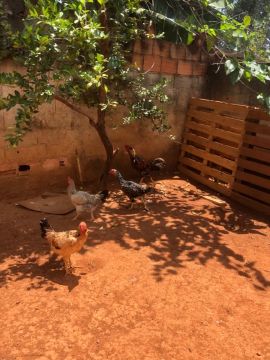 Galinha e Galo 