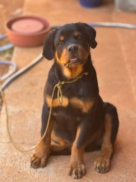 Rottweiler filhote - Adorável e brincalhão