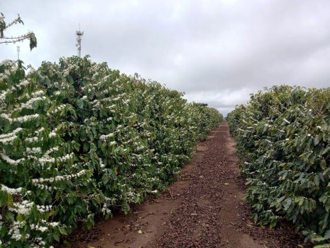 Sítio a venda na região de Garça 