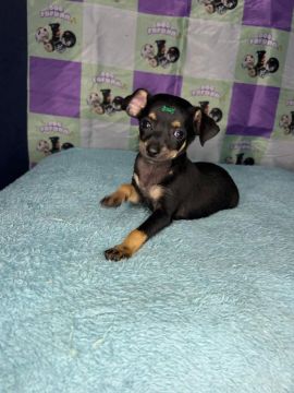 Pinscher Macho 