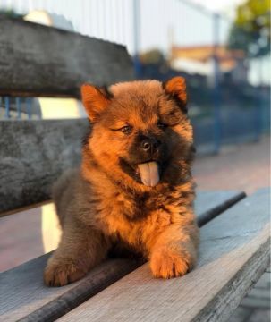 Filhote de Chow Chow
