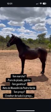 Cavalo 1 ano e 8 meses top 