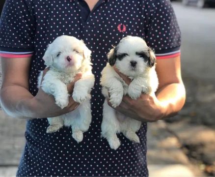 Lhasa Apso todas as cores, com pedigree e suporte veterinário gratuito!