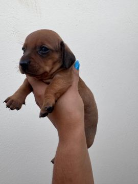 Filhotes de dachshund (salsichas) 