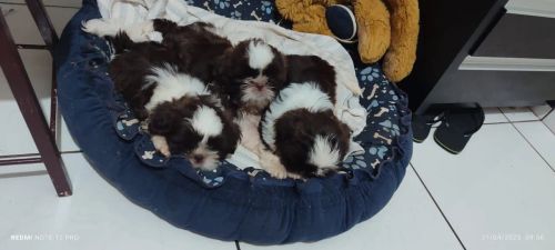Filhotes Shih Tzu Lindos