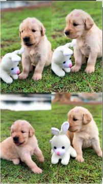 Filhotes Golden Retriever fêmea 