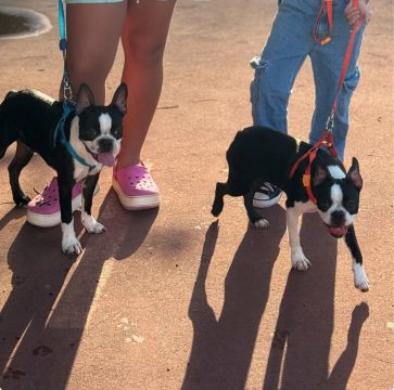 Dois filhotes de Boston Terrier - Lindos e Brincalhões