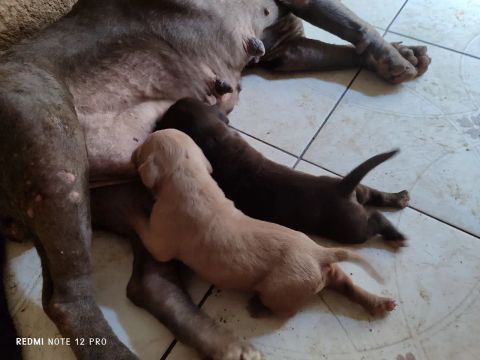 Filhotes de Pitbull para venda