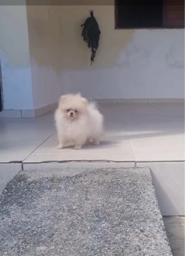 Sptiz alemão anão machinho 