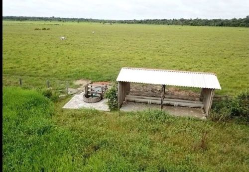 Fazenda a 114km de Porto Velho Rondônia sentido Humaitá 