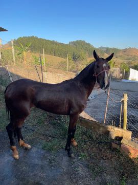 Egua piquira batida de qualidade