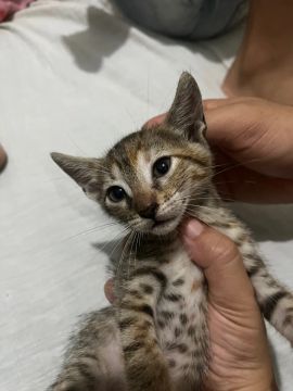 Gatinha para Adoção