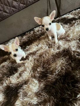 Mini Chihuahua macho