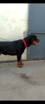 2 filhote fêmea de rottweiler disponível pra venda 