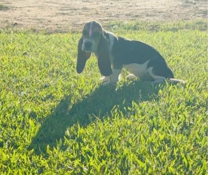 **PROMOÇÃO** ÚLTIMA FÊMEA Basset Hound Filhotes