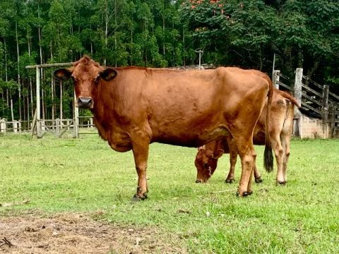 Vaca Jersey - Inseminada sexada de femea - segunda cria