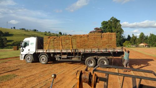 Gramas pra campos ,obras , jardins 