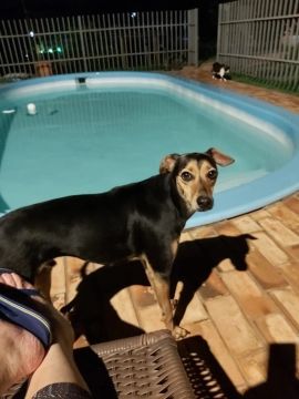 Billy (Cachorro pequeno porte)