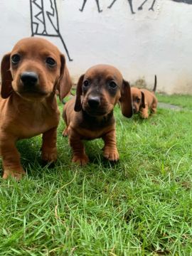 Filhotes de Dachshund (salsichinha) - Lindos e saudáveis, prontos para um novo lar!
