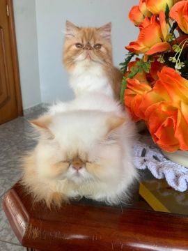VENDO FILHOTES DE GATO PERSA