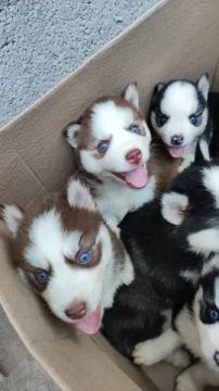 husky pelagem wolly 