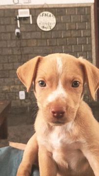 Vendo filhote de Pitbull 