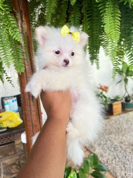 Lulu da Pomerânia simplesmente lindo 
