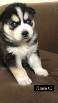 Husky Siberiano Fêmea - Lindíssima!