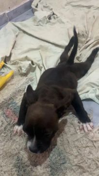 American bully adoção 