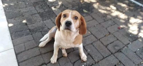Beagle Adulto Macho