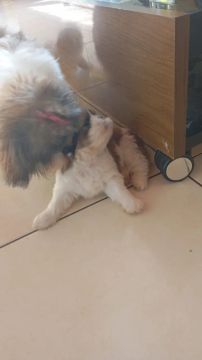 Cachorro Shitzu 
