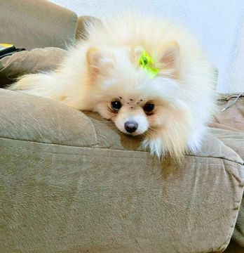 Fêmea Anã Ursinha Lulu Da Pomerania!