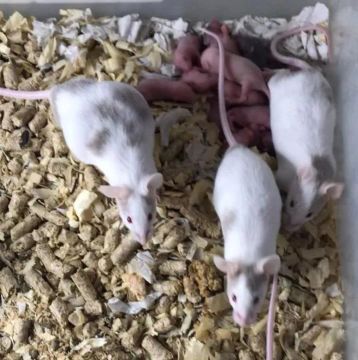 Camundongos abatidos 