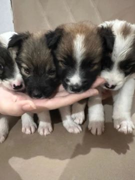 Filhotes de Border Collie/Rough Collie 