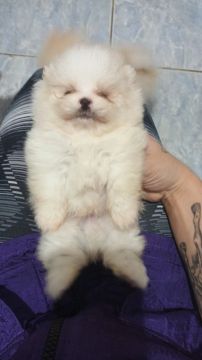 Spitz alemão anão luluzinho bem pequeno 