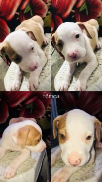 Filhotes de Pitbull