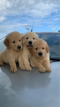 GOLDEN RETRIEVER - ALTÍSSIMO PADRÃO