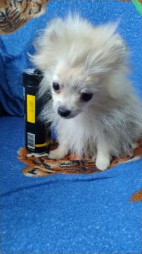 Lulu da  Pomerânia macho anão 