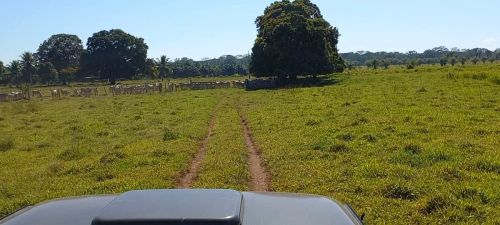 Fazenda 81 hectares em Guajará-Mirim/RO