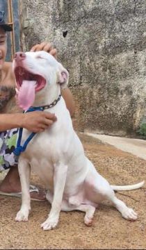 Procuro uma namorada phibul red nose 