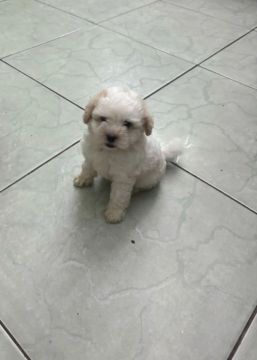 Filhote de poodle