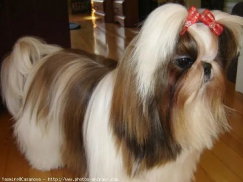 Shih-tzu micro fêmeas e Machos chama no whatsapp ok 