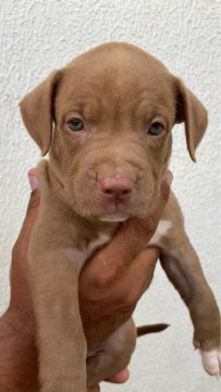 Filhotes pitbull 