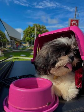 Vende-se filhote de  Shih Tzu