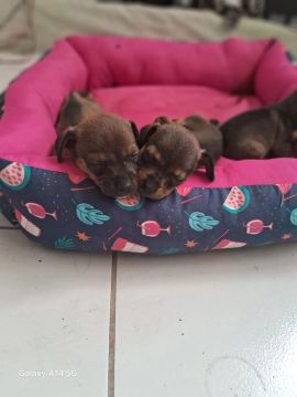 Pinscher número 1