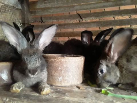 Vendo 10 coelhos cada $45,00