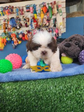 Shih tzu macho dos olhos verdes  1.100,00