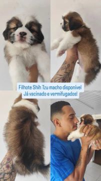 Filhote de Shih Tzu macho