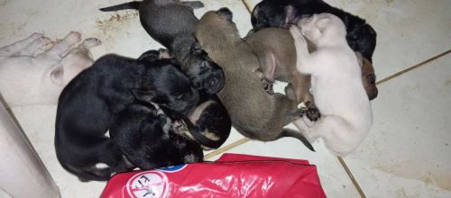 Filhotes de cães - Raças variadas
